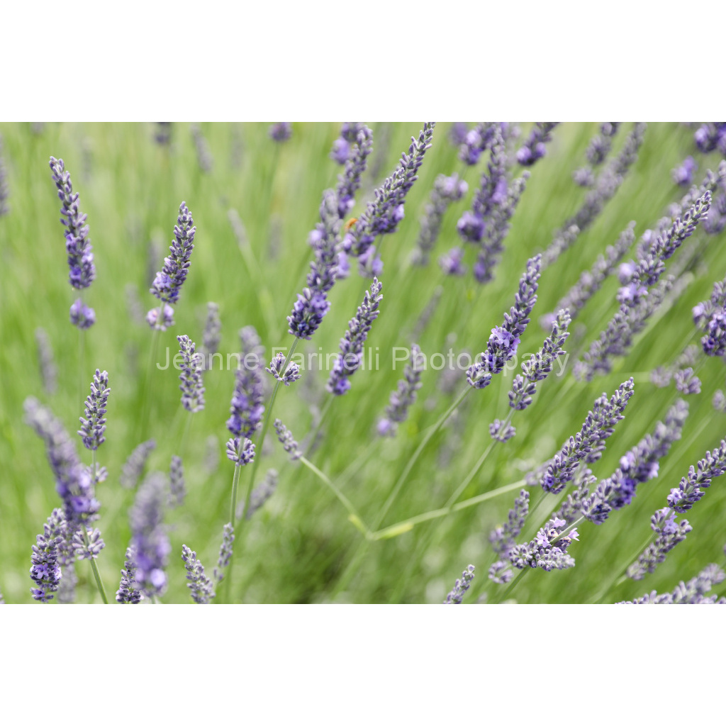 image_original_cab7eb623c2f022e6af6f31b38b93f75.png