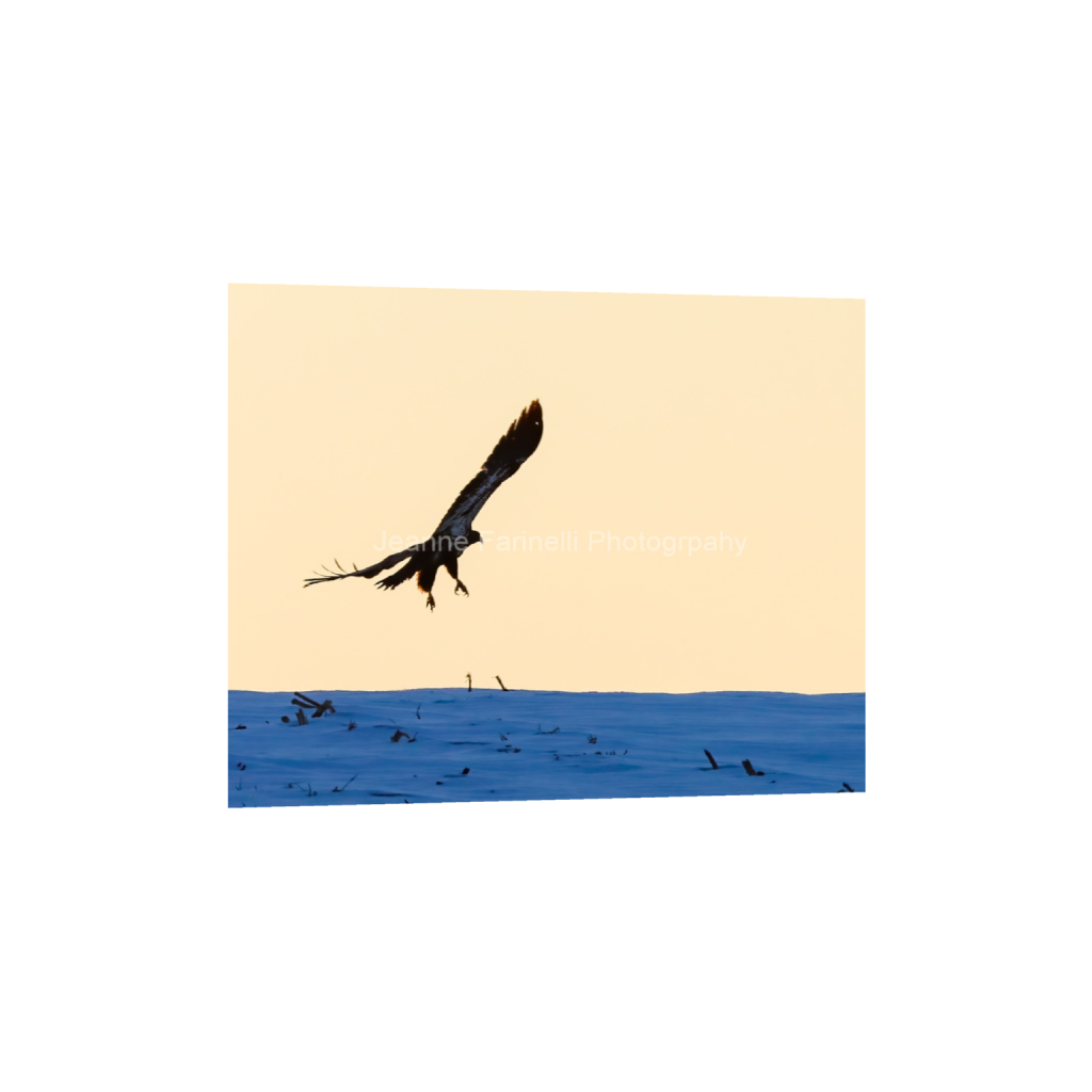 ptq_1_6_38_0_1936_1549_0_false_ffffff_0_0_cab7eb623c2f022e6af6f31b38b93f75.png