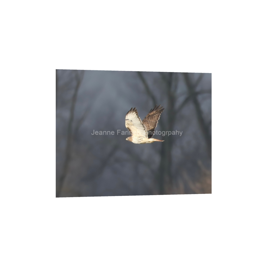 ptq_1_6_77_0_1242_994_0_false_ffffff_0_0_cab7eb623c2f022e6af6f31b38b93f75.png