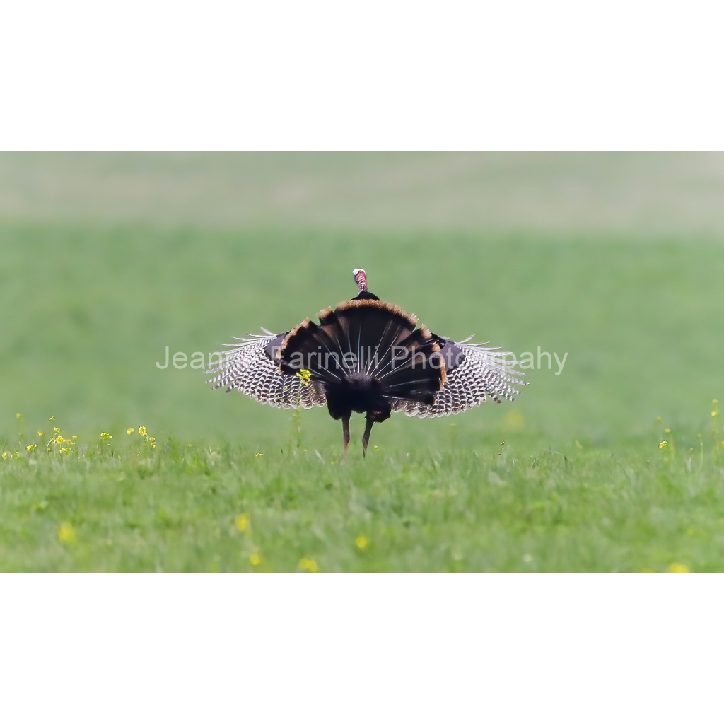 image_original_cab7eb623c2f022e6af6f31b38b93f75.png