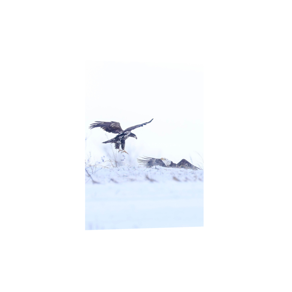 ptq_1_7_97_0_1137_1593_0_false_ffffff_0_0_cab7eb623c2f022e6af6f31b38b93f75.png