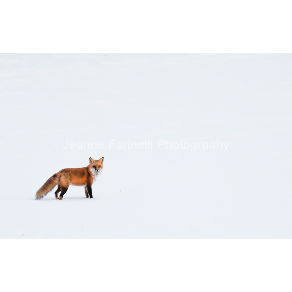 image_original_cab7eb623c2f022e6af6f31b38b93f75.png