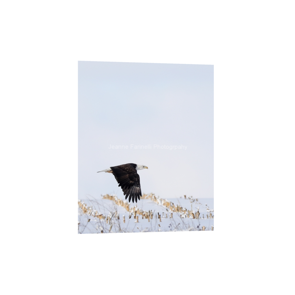 ptq_1_6_0_42_1007_1258_0_false_ffffff_0_0_cab7eb623c2f022e6af6f31b38b93f75.png