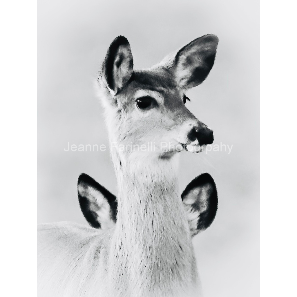 image_original_cab7eb623c2f022e6af6f31b38b93f75.png
