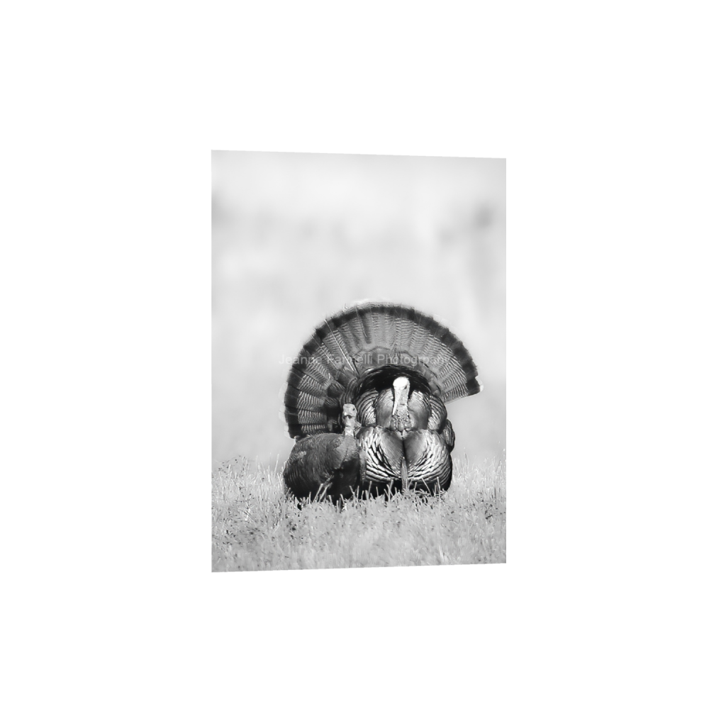 ptq_1_7_87_0_817_1145_0_false_ffffff_0_0_cab7eb623c2f022e6af6f31b38b93f75.png