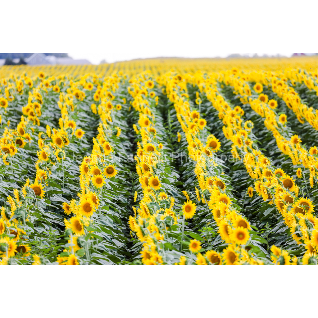 image_original_cab7eb623c2f022e6af6f31b38b93f75.png