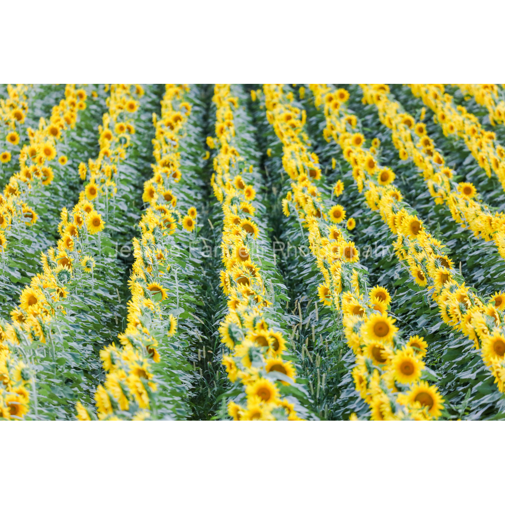 image_original_cab7eb623c2f022e6af6f31b38b93f75.png