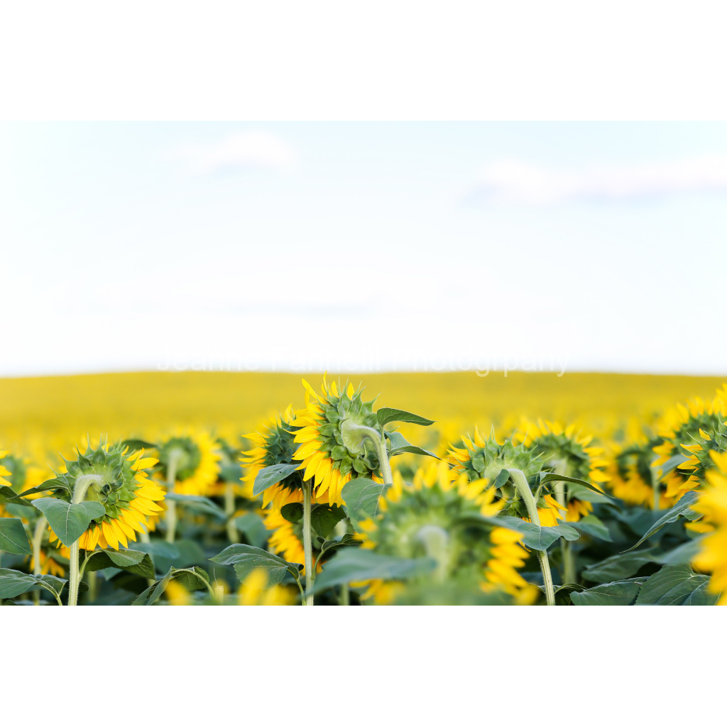 image_original_cab7eb623c2f022e6af6f31b38b93f75.png