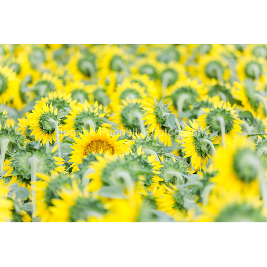 image_original_cab7eb623c2f022e6af6f31b38b93f75.png