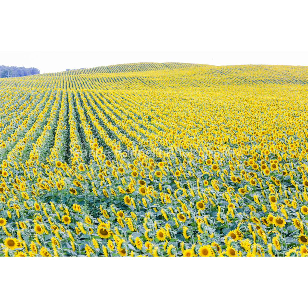 image_original_cab7eb623c2f022e6af6f31b38b93f75.png
