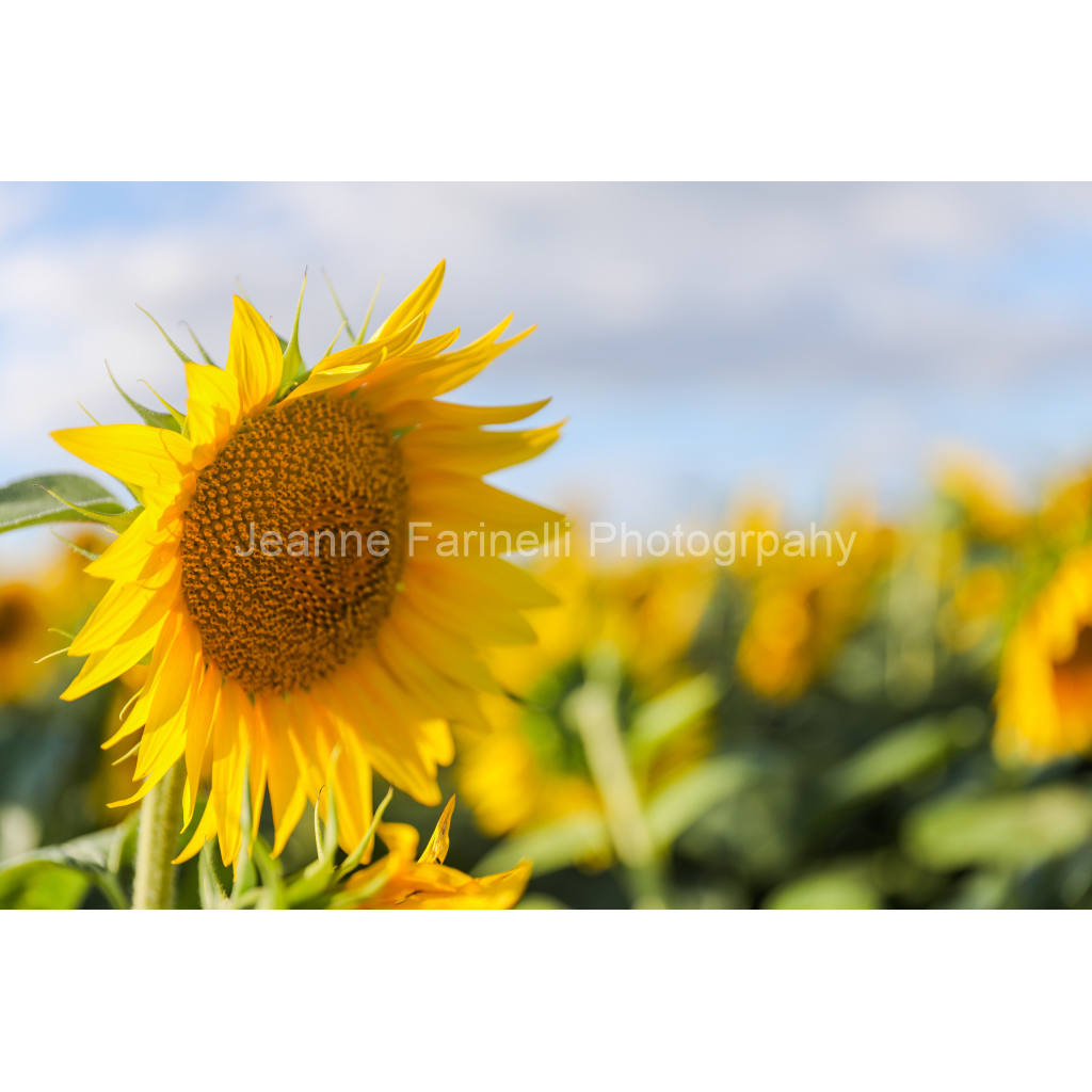 image_original_cab7eb623c2f022e6af6f31b38b93f75.png