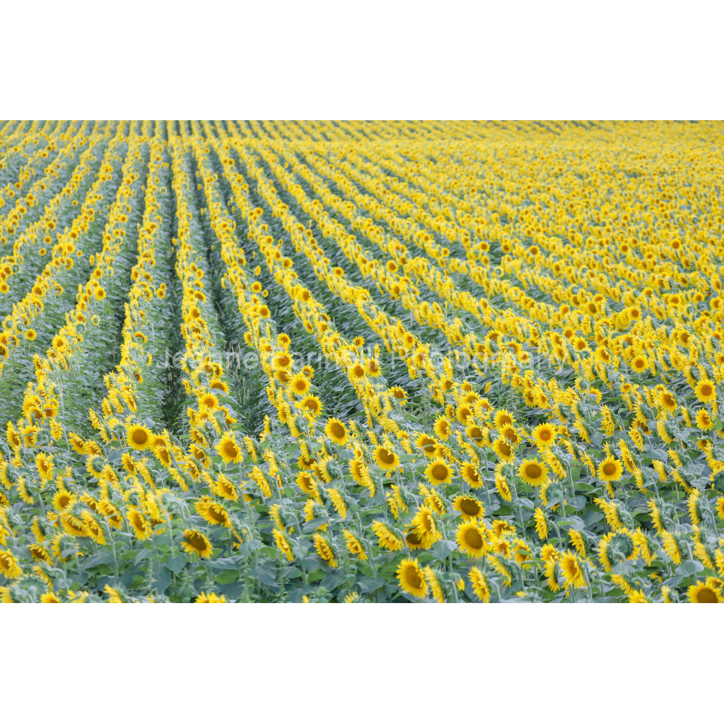 image_original_cab7eb623c2f022e6af6f31b38b93f75.png