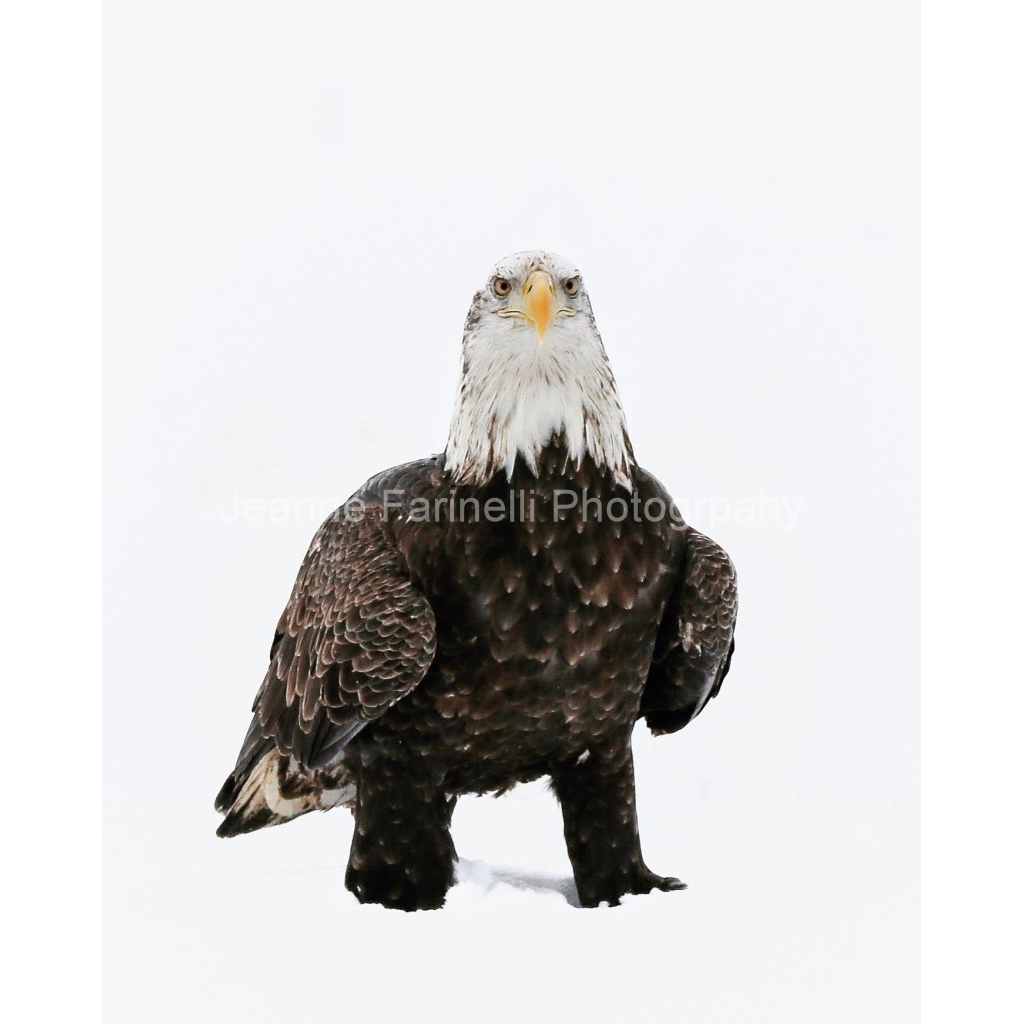 image_original_cab7eb623c2f022e6af6f31b38b93f75.png