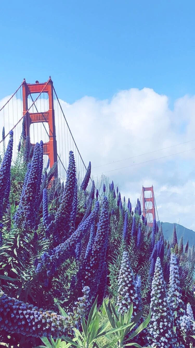 Golden Gate Bridge visible above purple flower bushes on a partly cloudy day.