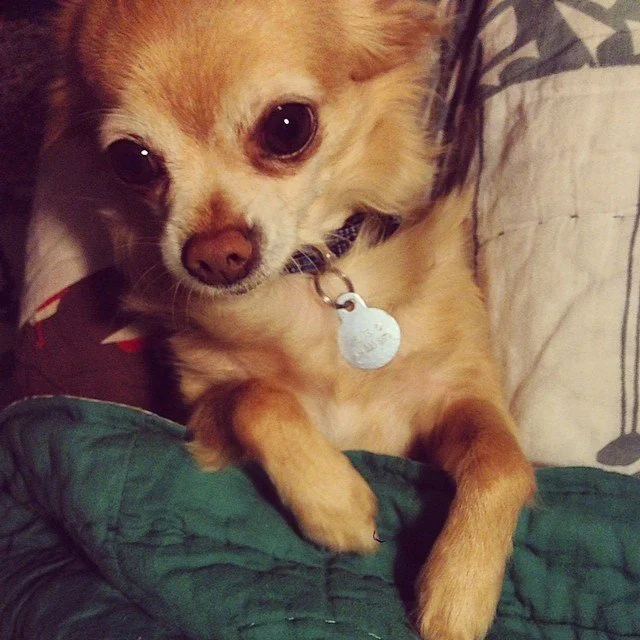MY LITTLE LION