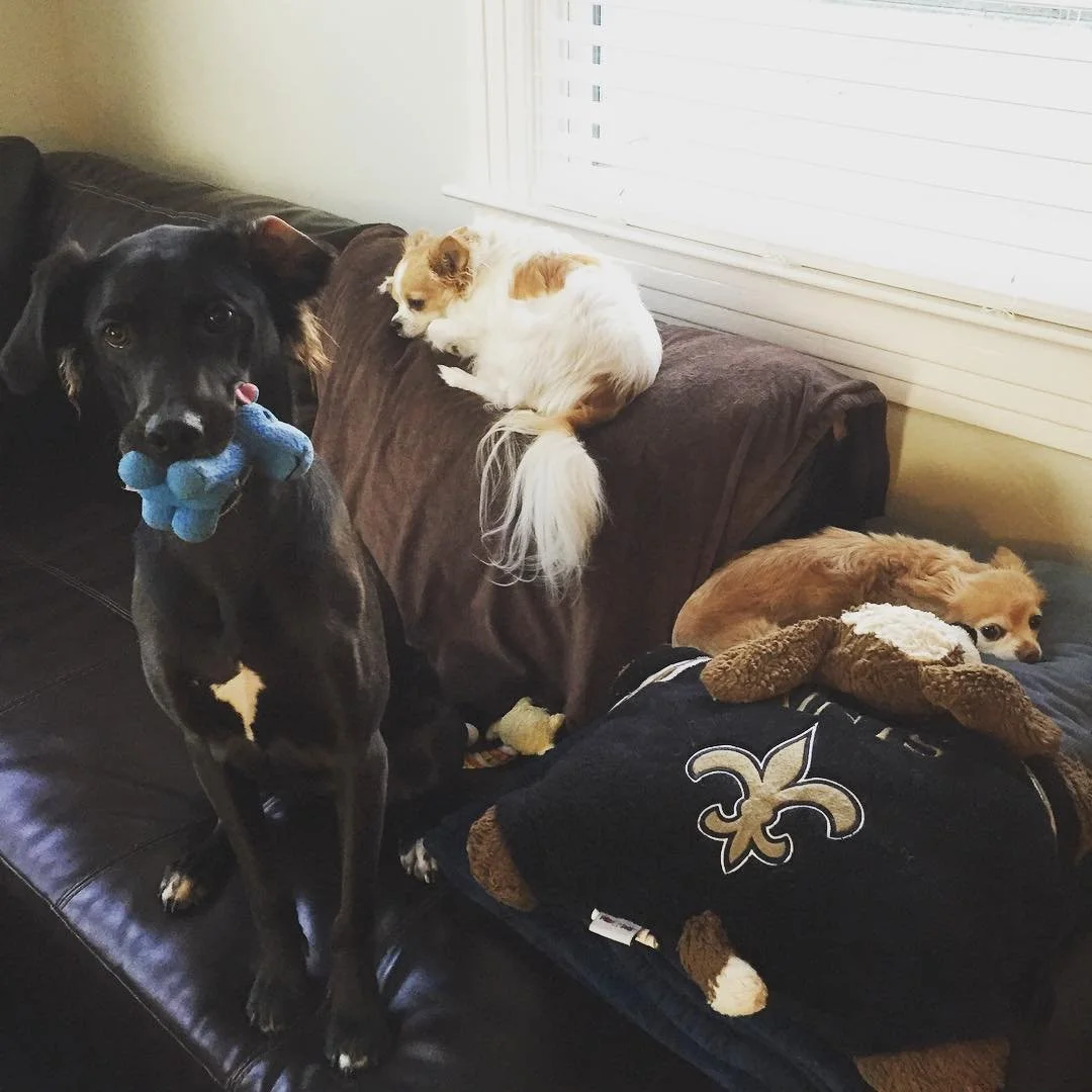 THREE FLOOFS // woot woot! they're actually close enough to be in the 