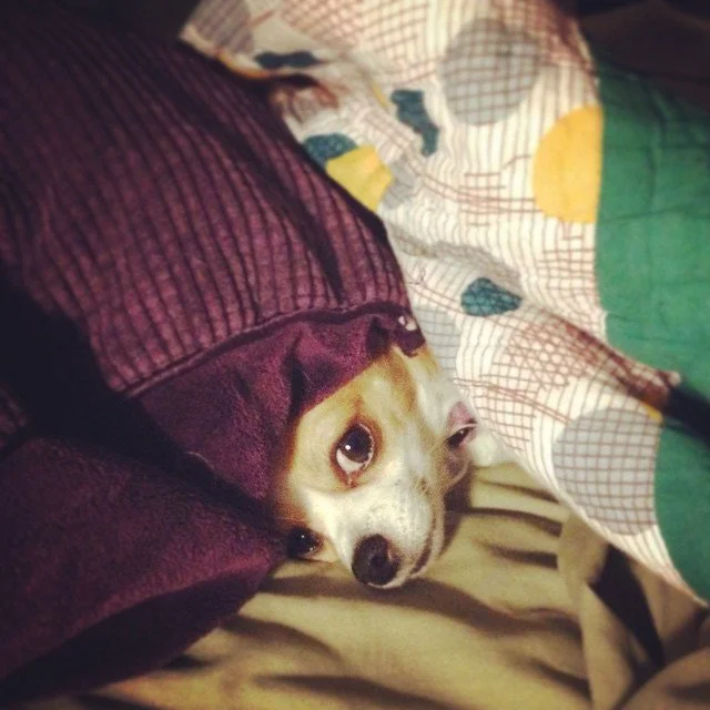 SLEEPY HEAD // i'm not getting up. not now, not ever!
