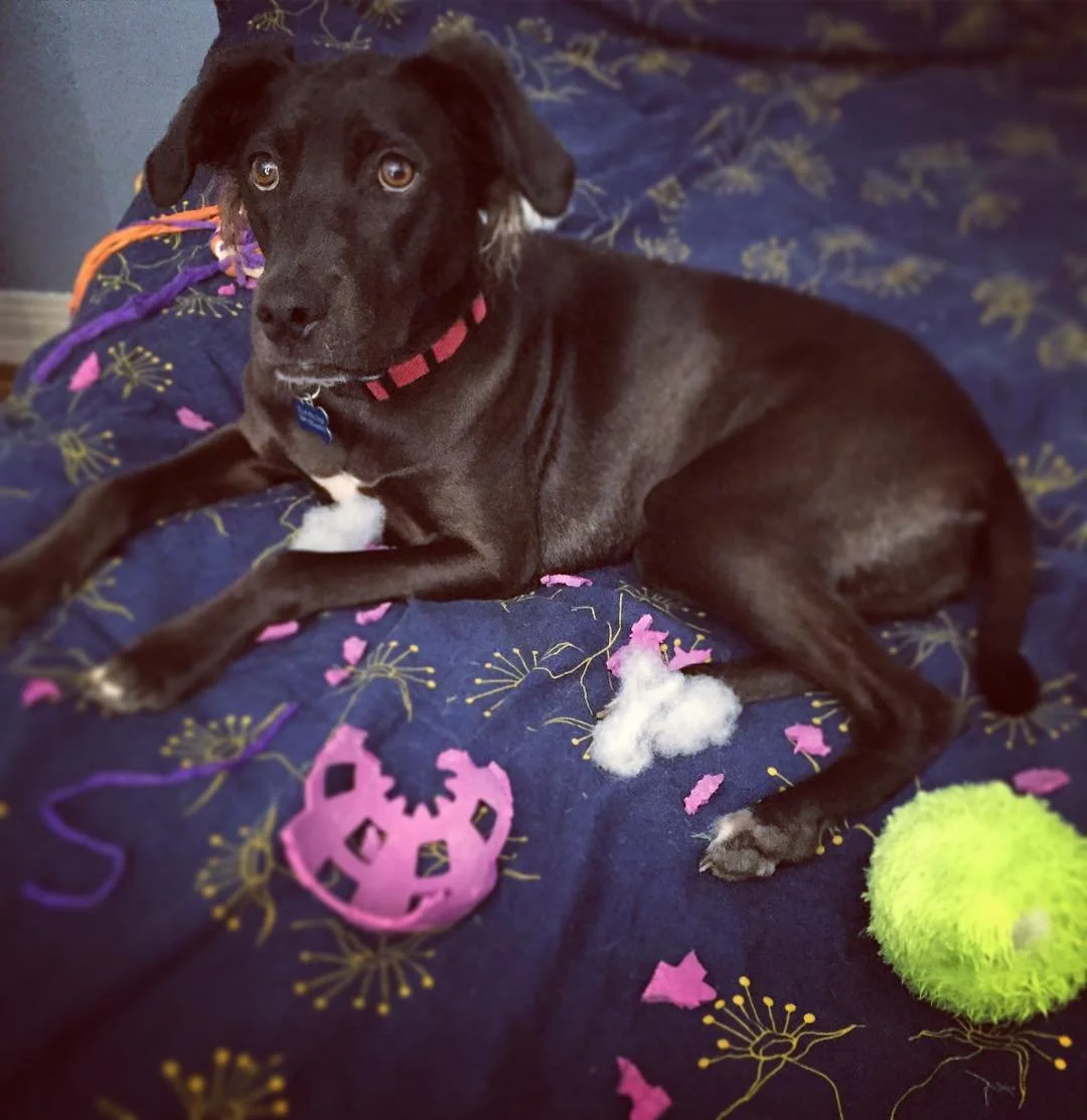 MONSTER // don't let #EllaQubty around your toys if you don't want the