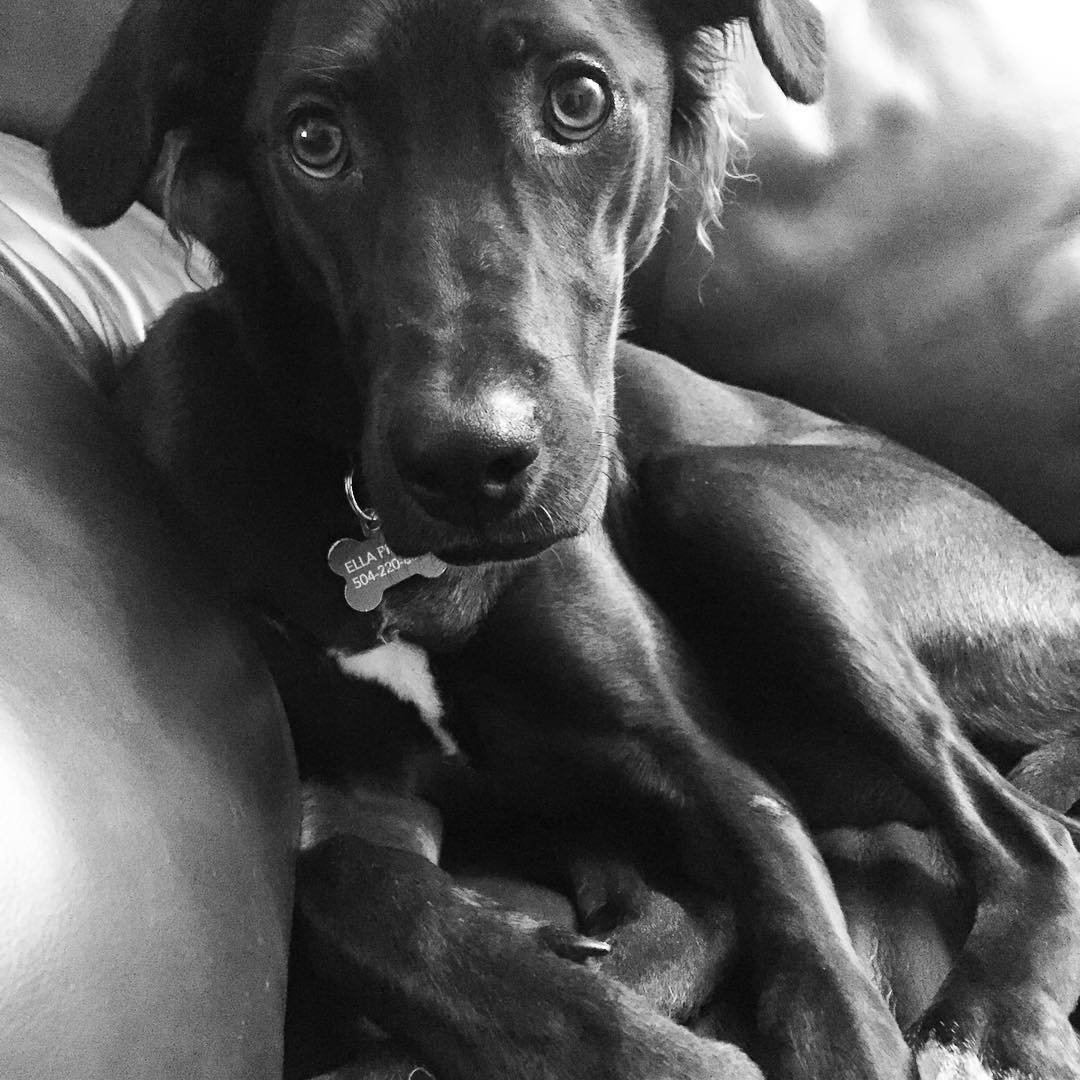 ELLA // black beauty