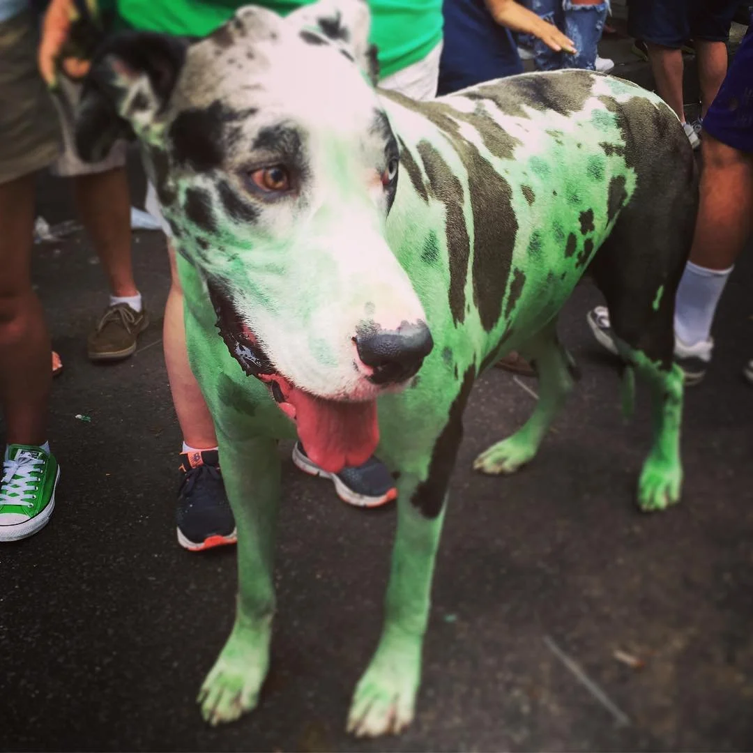 THAT GREEN LIFE // day 3; the spotted irish, a rare breed of dog that 