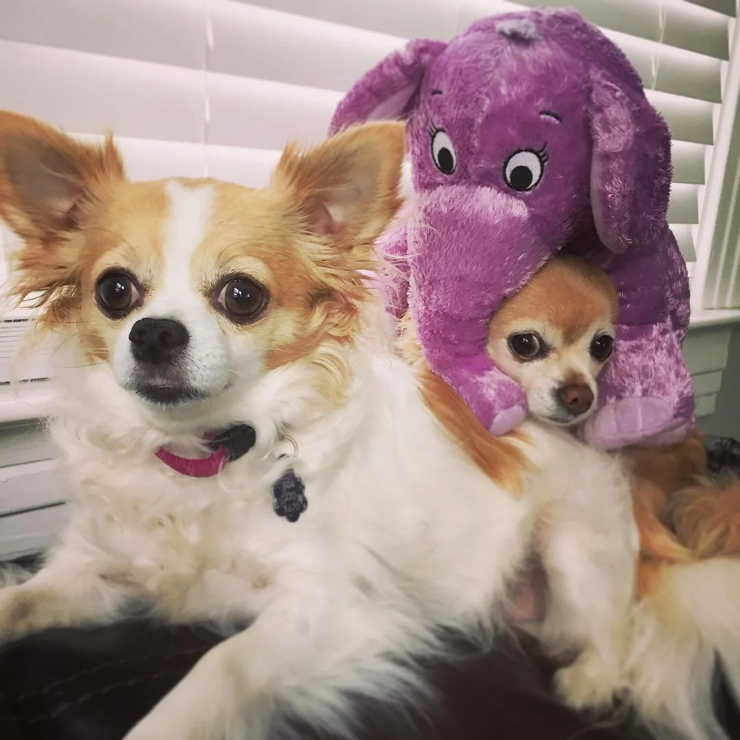 TOYS // #ChloeQubty and #ZeusQubty with their new bff, the purple elep