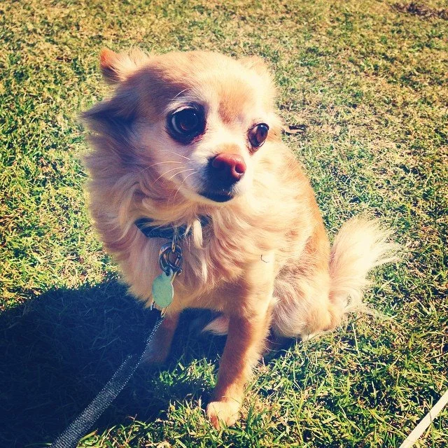 PET FEST // at lafreniere park! fab weather and great people! @mrs.sch