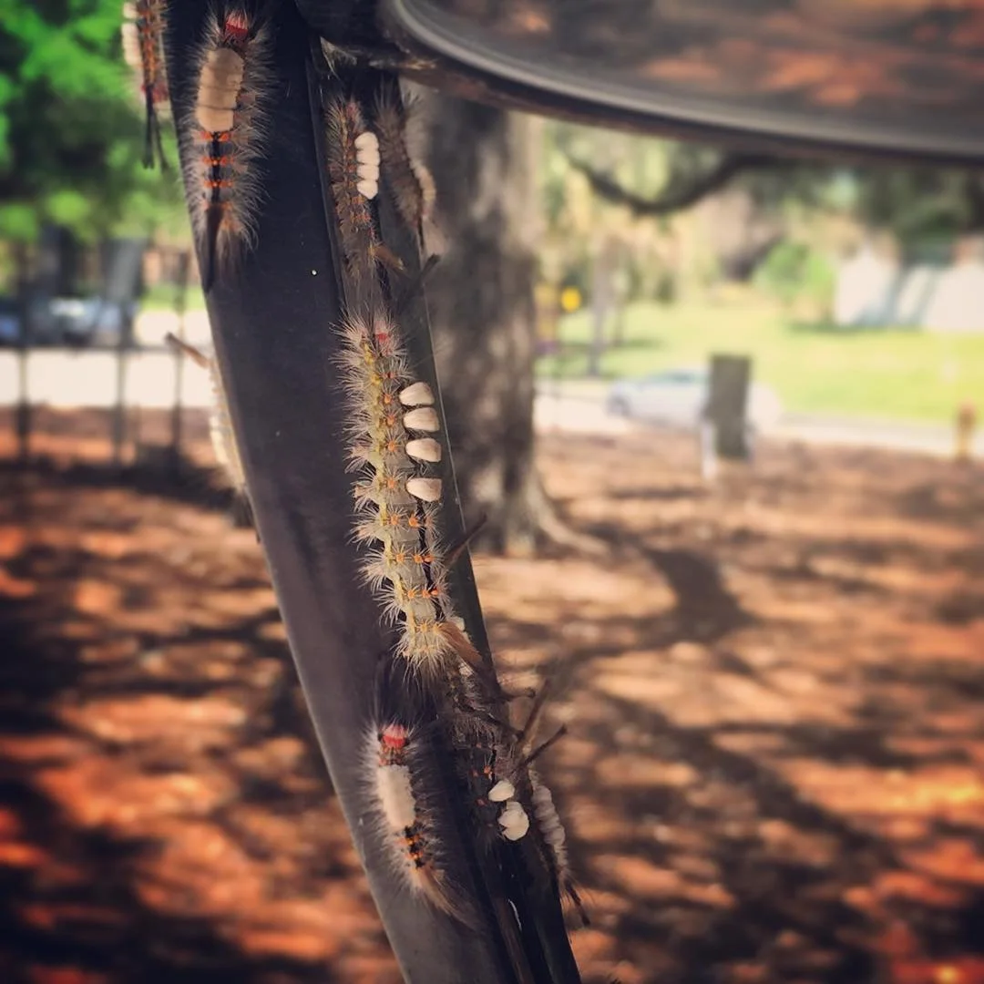 CATERPILLAR // caterpillar season is strong