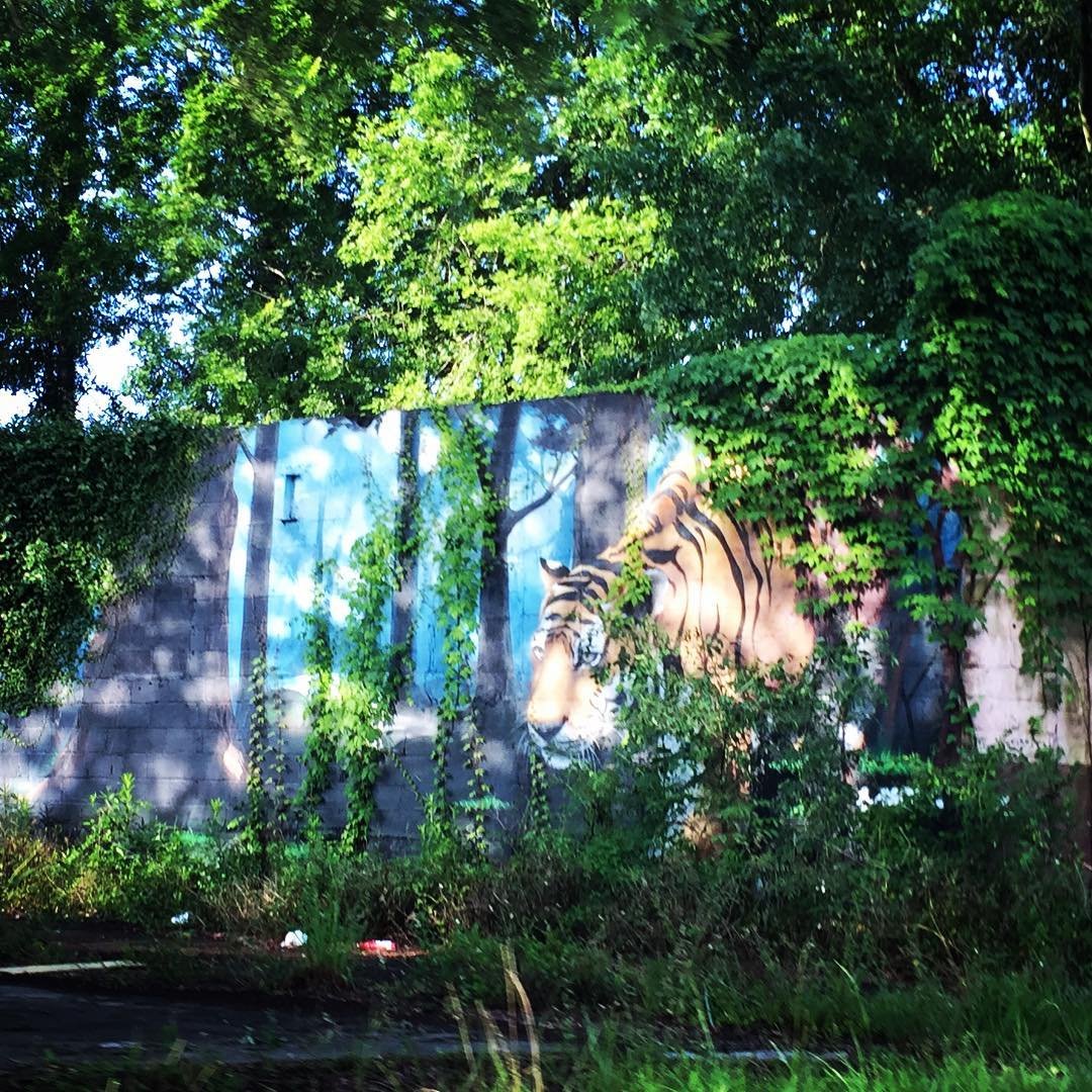 GEAUX // #tiger