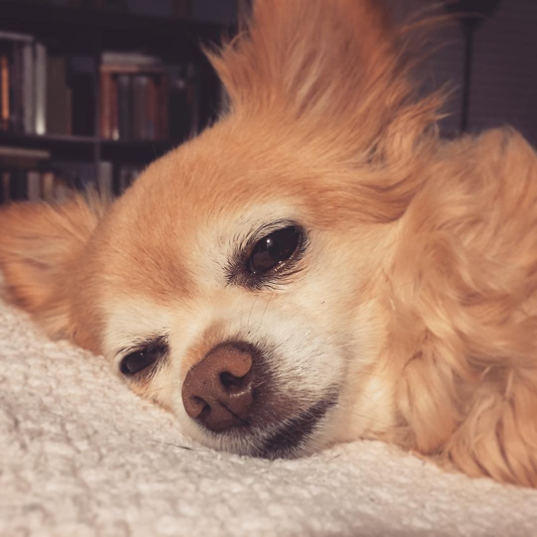 ZEUS // my sweet sweet #ZeusQubty.
