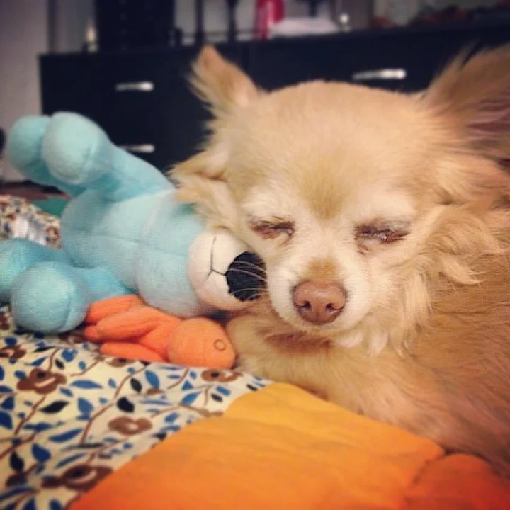 RHYME // a bear. a moose. a zeus.