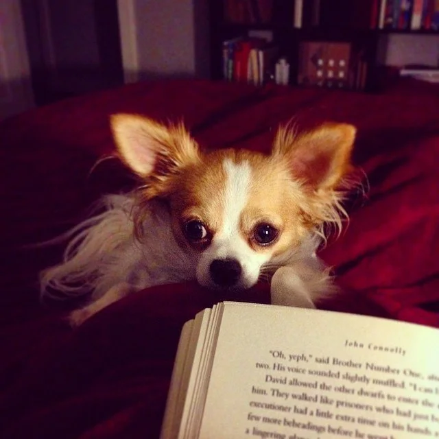 BOOKS & LOOKS // on a sunday