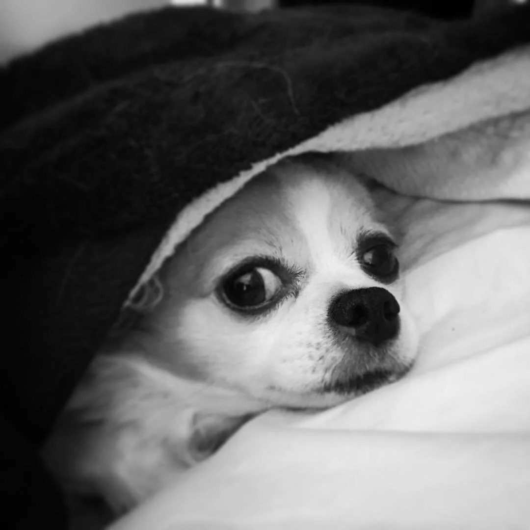 CHLOE // goodnight.