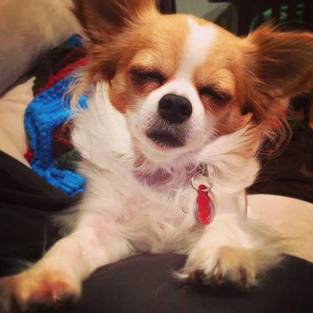 STONER PUP? // check it out, y'all. sleep-sitting. it's all the rage. 