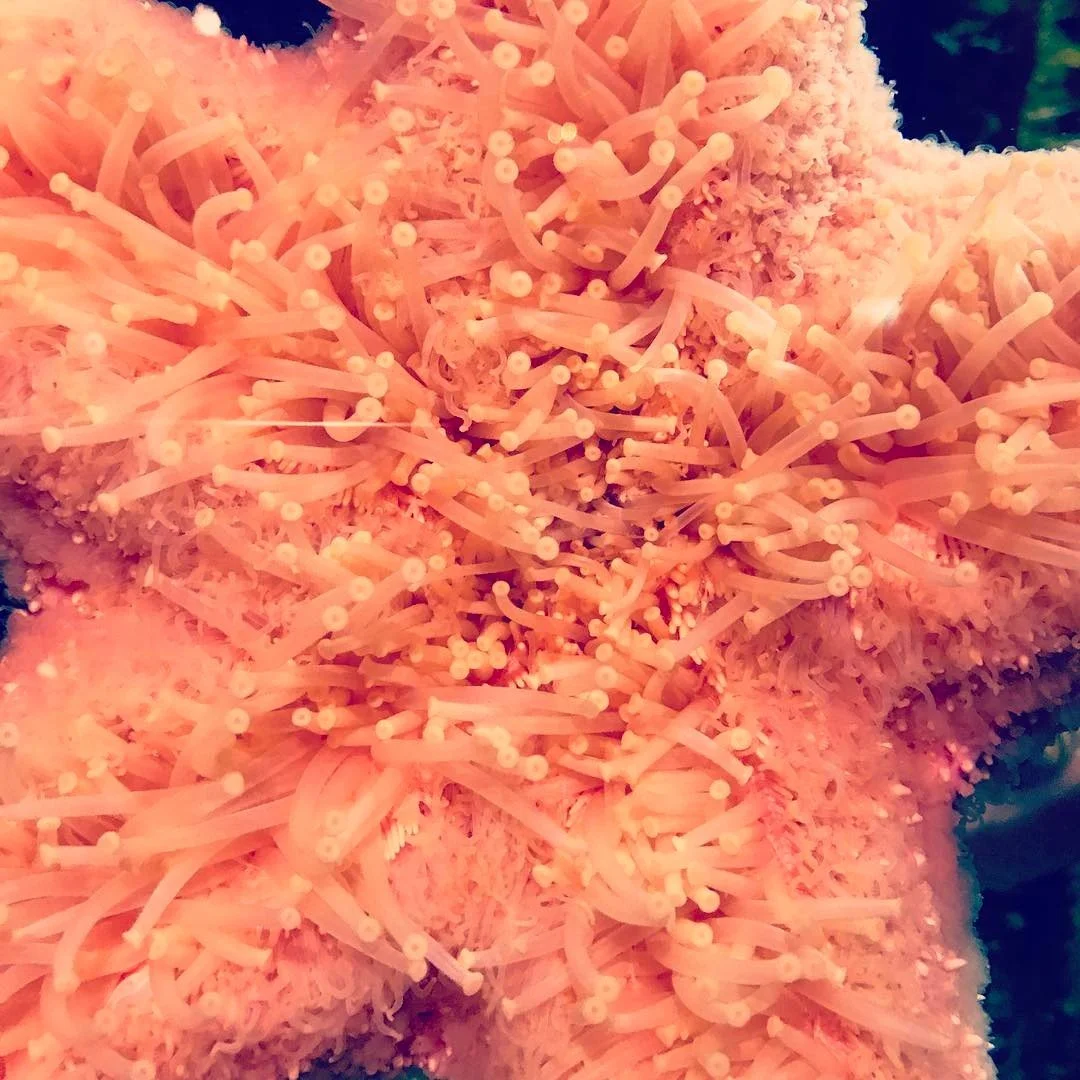 NOODLES // starfish