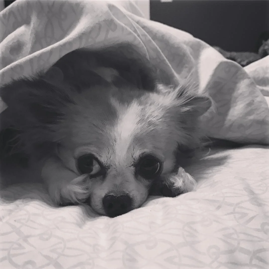 CHLOE // y’all. this little floof right here. adorbs all day.