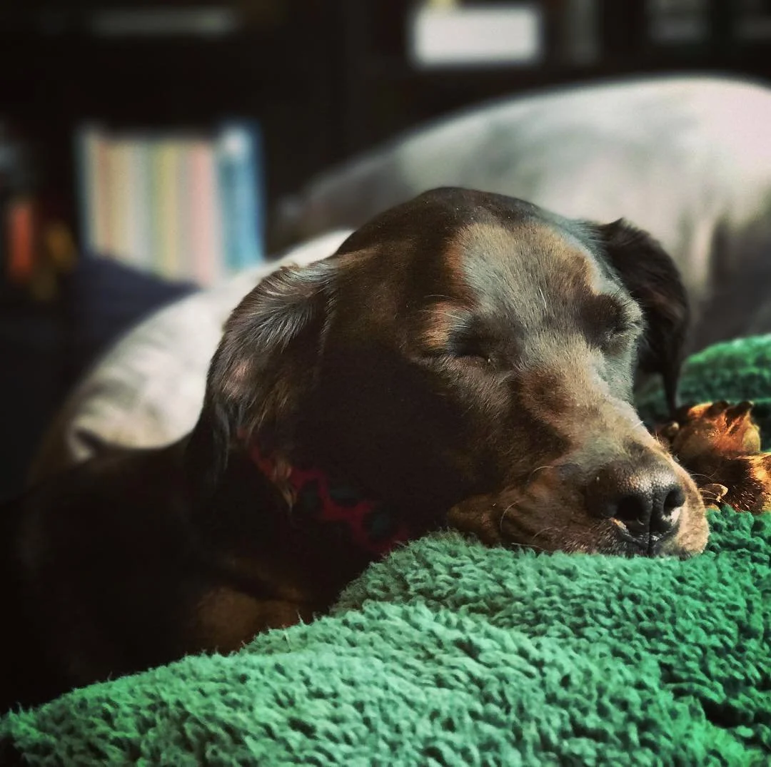 ELLA // today her coat looks brown but other days it's black. her butt