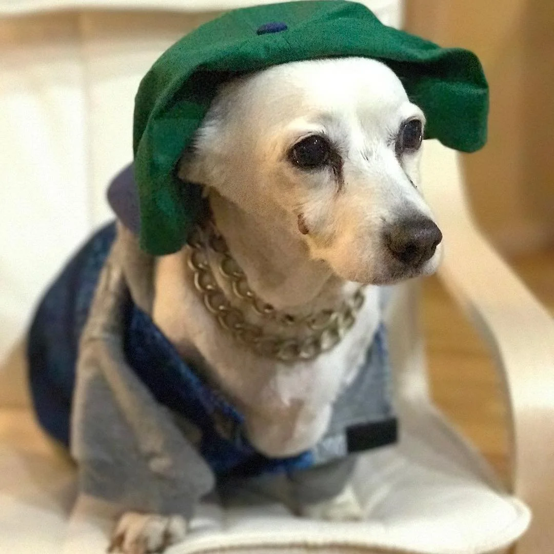 THE REAL OG // happy 16th birthday to biscuit