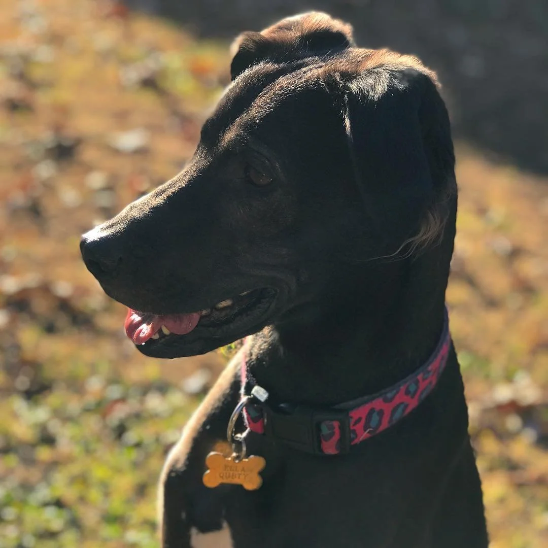 ELLA //