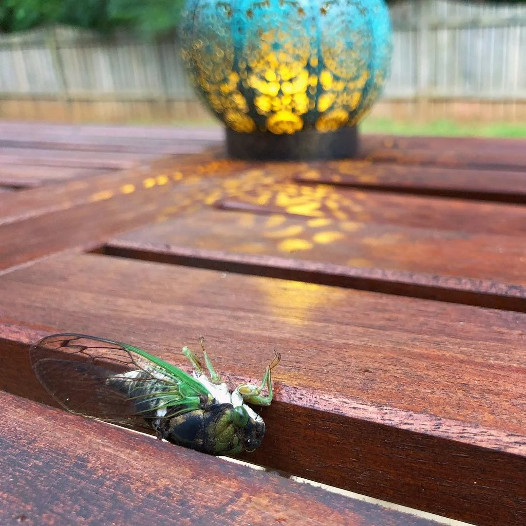 CICADA //