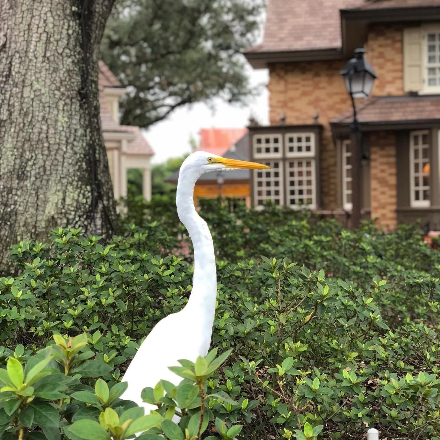 DON’T CRANE ON MY PARADE //