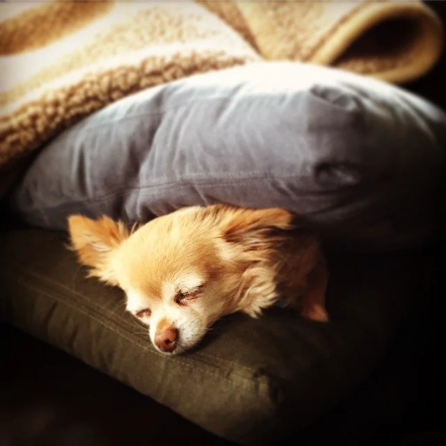 PILLOW PARTY // it's a zeus sandwich!