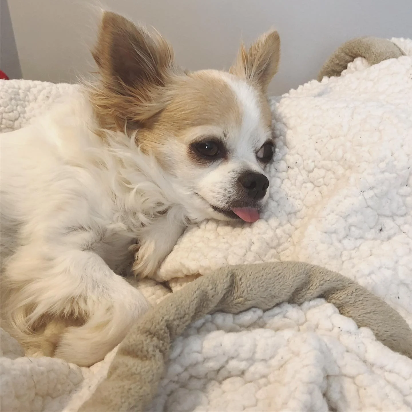 LIL BLEPS //
