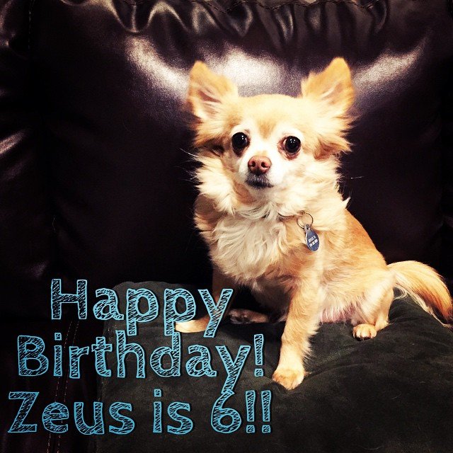 SIX // happy birthday sweet fluff of joy