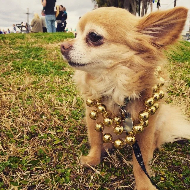 MARDI GRAS 2015 // it's mardi gras time, y'all!