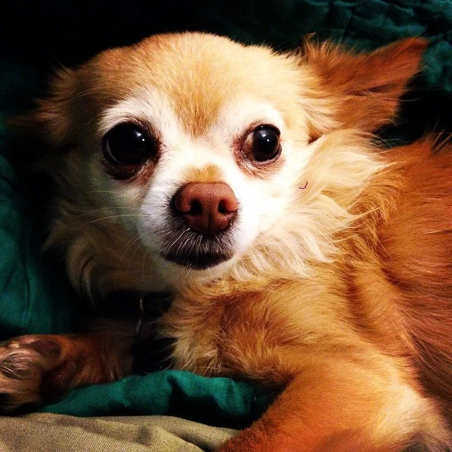 Mom, tell everyone I'm thinking about something and this is my serious