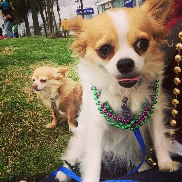 MARDI GRAS 2015 // doggos