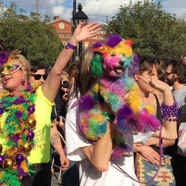 BARKUS 2015 // the most magical floofs!
