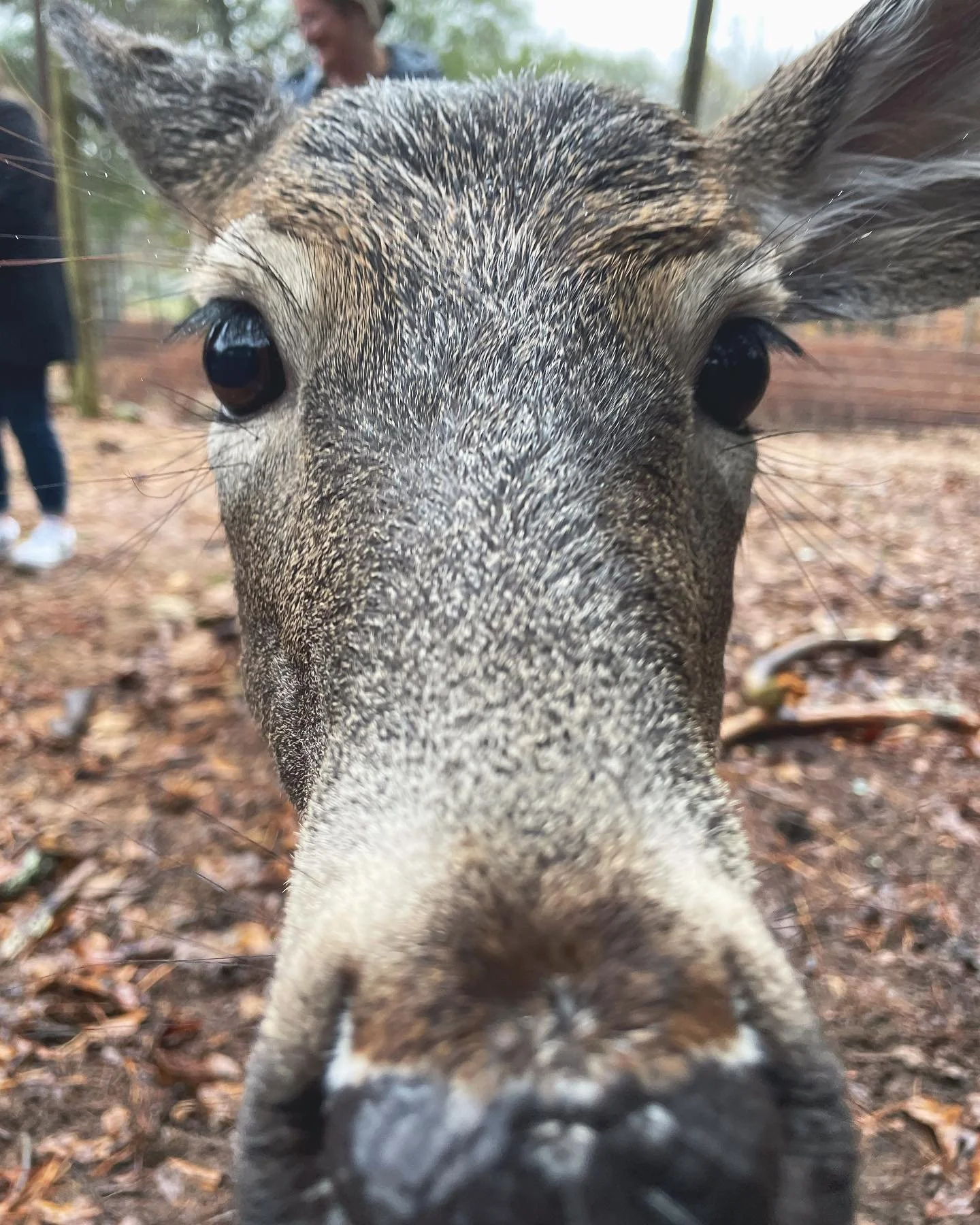 ANIMAL WHISPERER //