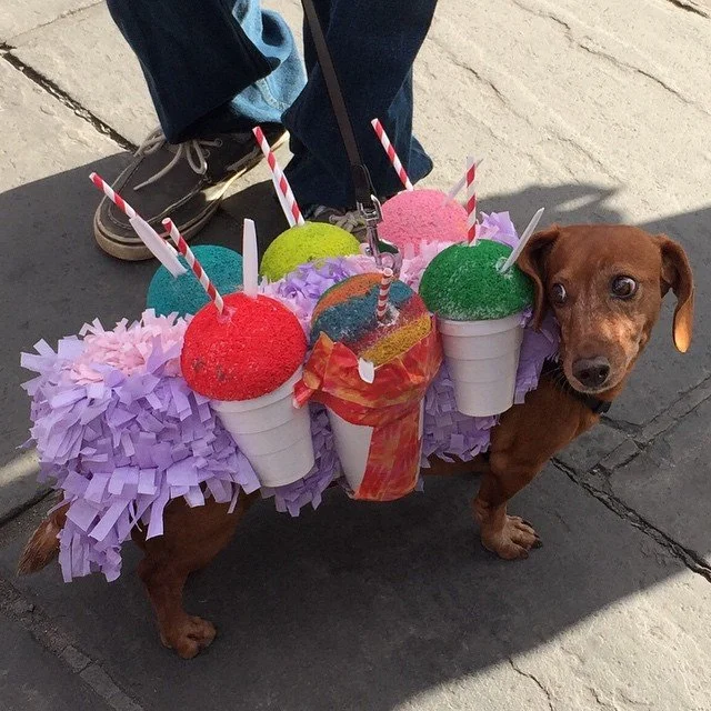 BARKUS 2015 // snowball dog might be my fave barkus costume from today