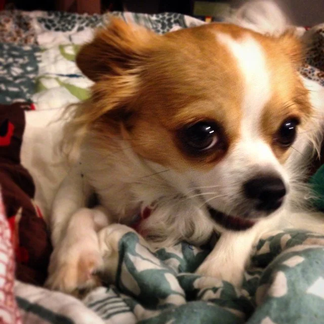 POSE // "hey, mom! is it time for my closeup yet? yea?! ok, here i am!